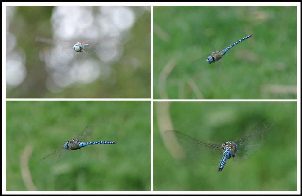 Aeshna mixta: conferma id... no, Aeshna affinis